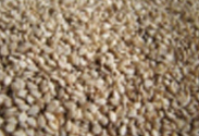 Natural Sesame Seeds
