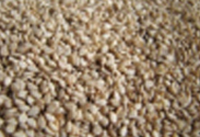 Natural Sesame Seeds