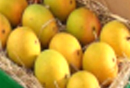 Alphanso Mango