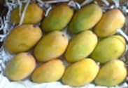 Kesar Mango