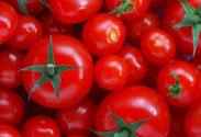 Tomato Hybrid 